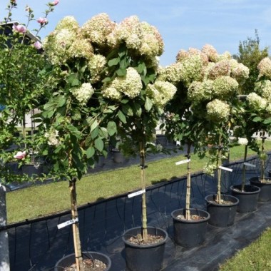 hydrangea-lime-light-halfstam-pluimhortensia (1)1